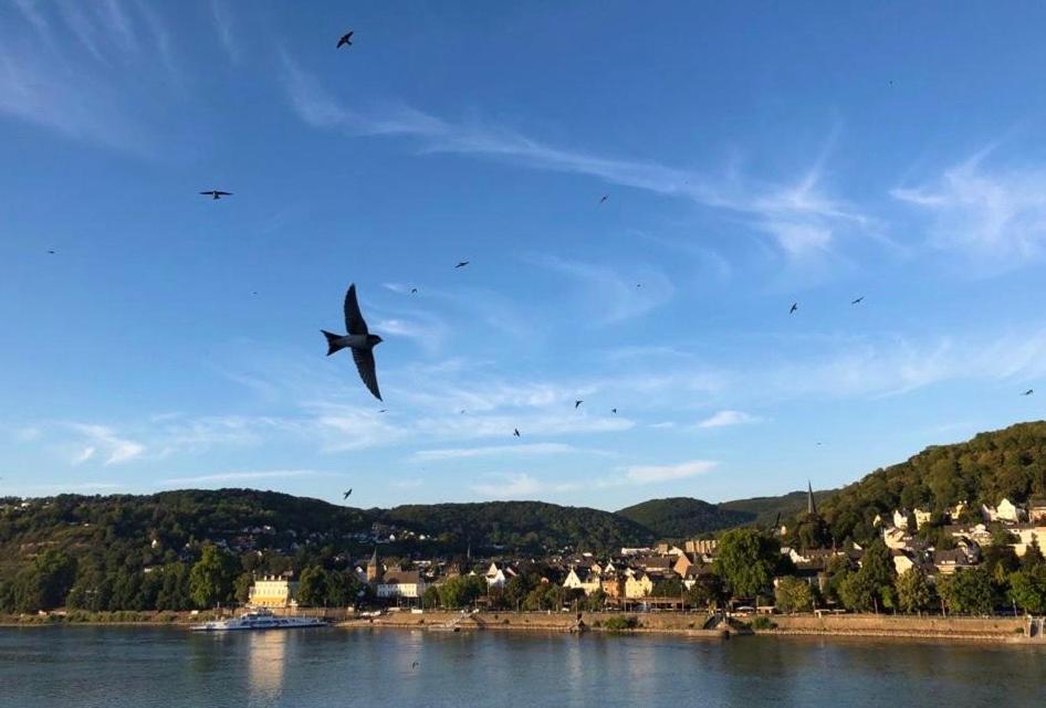 Rheinvilla Arte Remagen Dış mekan fotoğraf